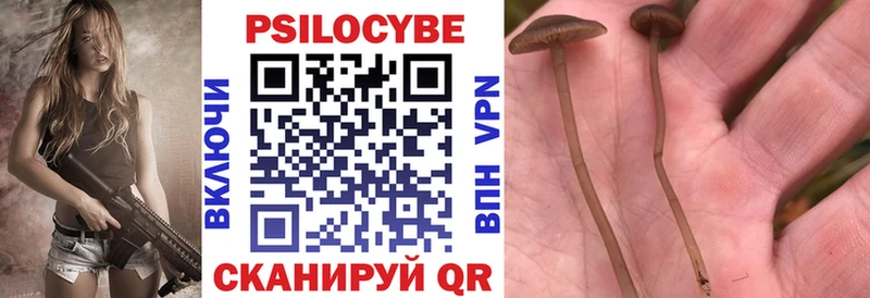 Псилоцибиновые грибы Cubensis  блэк спрут ссылка  Александров 